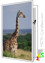 card to print, giraffe photo