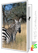 card to print, zebra photo