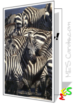 printable card, herd of zebras