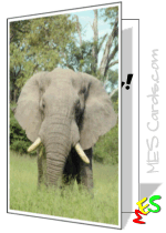 card to print, elephant close-up photo