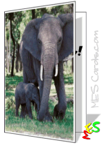 printable card, cute baby elephant