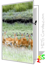 card to print, herd of antelope