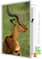 printable card, close-up photo of an elk