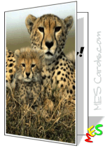 jaguar cub, mother