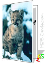 mountain lion, winter, snow