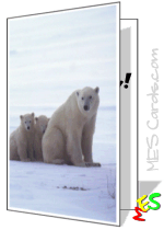 printable card, polar bear cubs