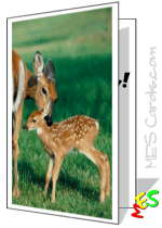 card to print, photo of fawn and mother
