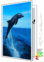 dolphin card template
