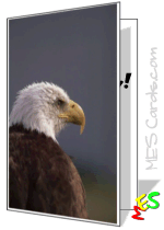 cards with eagle photos