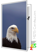 eagle photo, silhouette, birthday card