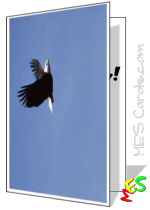 eagle in flight, birthday card