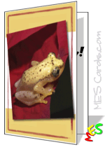 colorful frog photo, card template