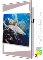 shark, colorful reef, photo border