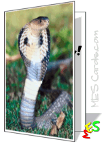 printable card, cobra