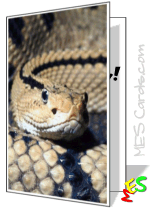 snake photo, reptile card
