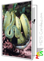 green tree python photo, card