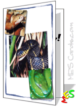 poisonous snake, photo card