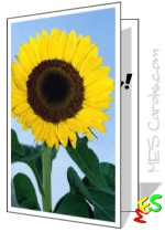 summer sunflower card