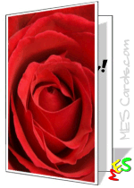 red rose greeting card template
