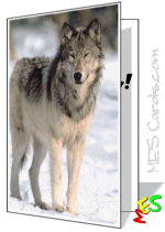 wolf card, lone wolf, snow